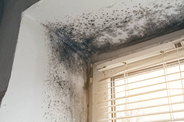 Affordable Mold Removal solutions in Tucker, GA